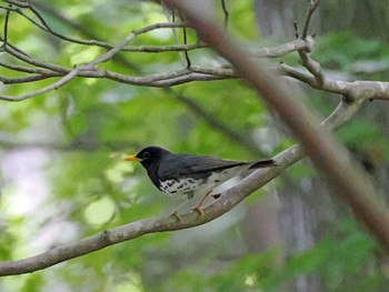 クロツグミ 太白山自然観察の森 2023年5月31日(水)