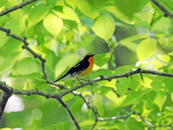 キビタキ 太白山自然観察の森 2023年5月31日(水)