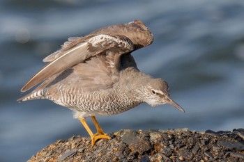 Wandering Tattler 日の出三番瀬沿い緑道 Sat, 5/27/2023