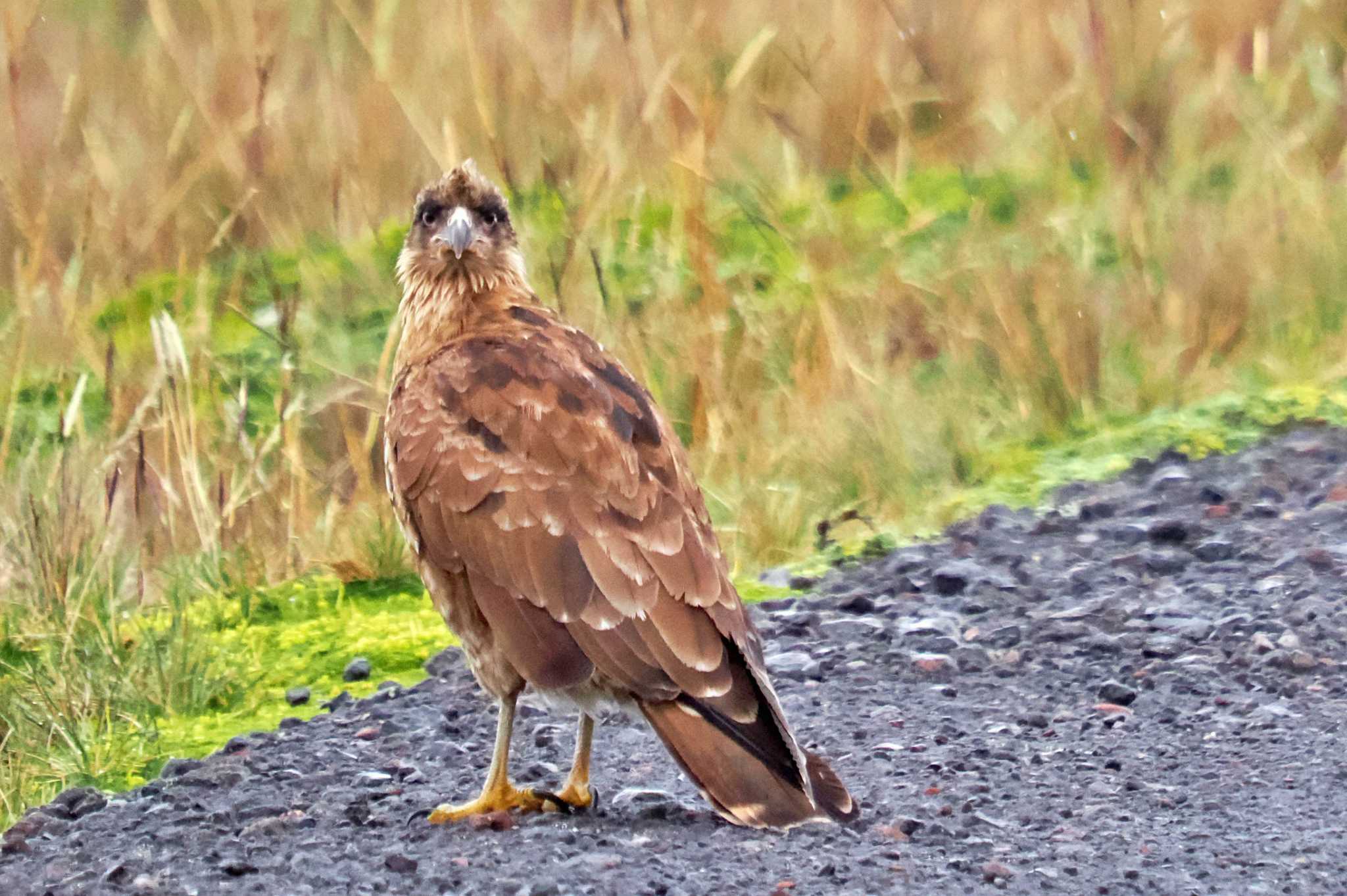 Mindo(Ecuador) マダラコシジロカラカラの写真 by 藤原奏冥