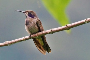 Brown Violetear