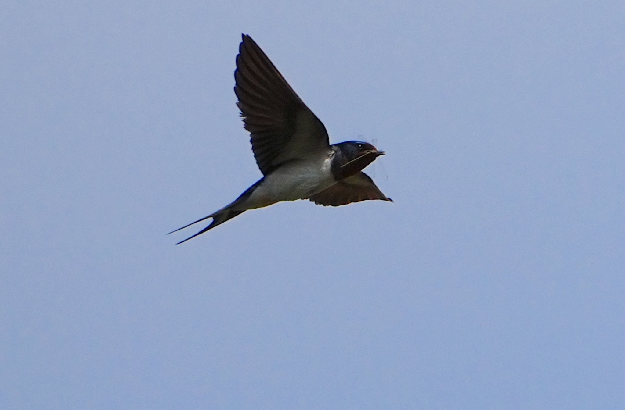 Photo of Barn Swallow at 西除川 by アルキュオン