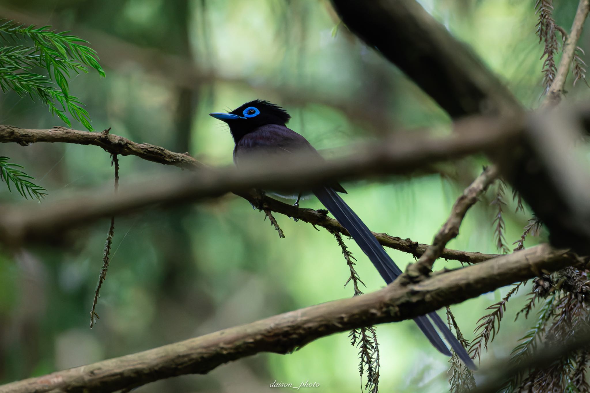 Black Paradise Flycatcher