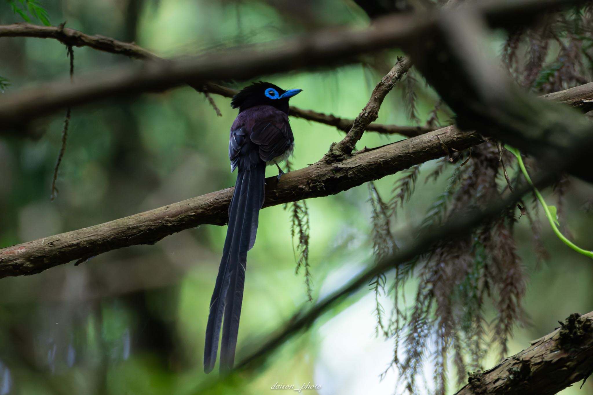 Black Paradise Flycatcher