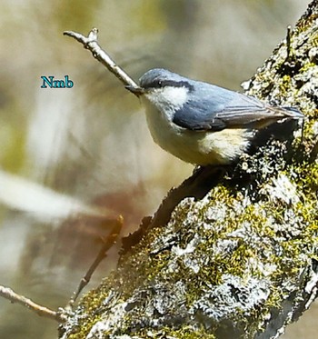 Eurasian Nuthatch Unknown Spots Unknown Date