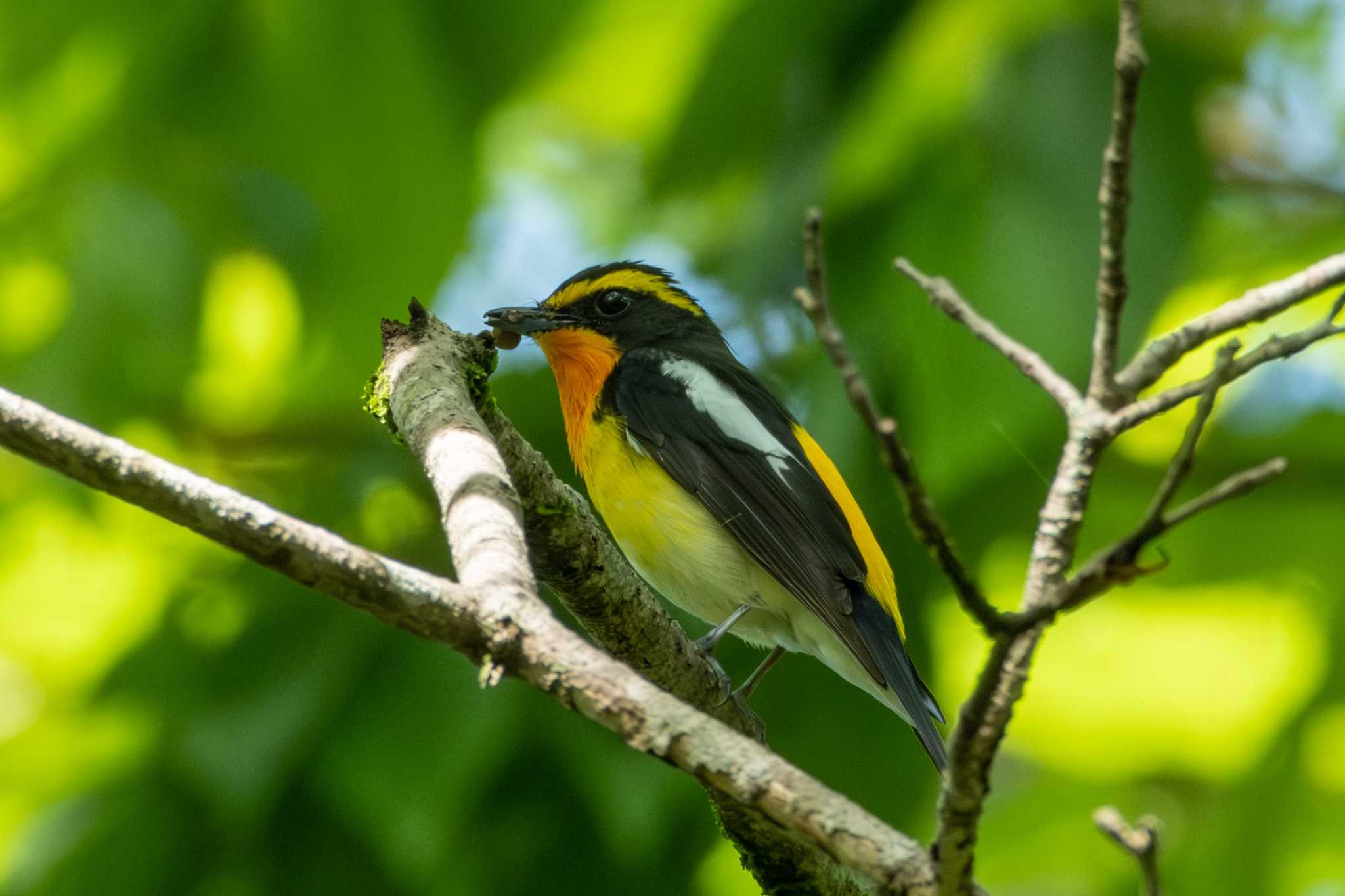 Photo of Narcissus Flycatcher at 栃木県民の森 by MNB EBSW