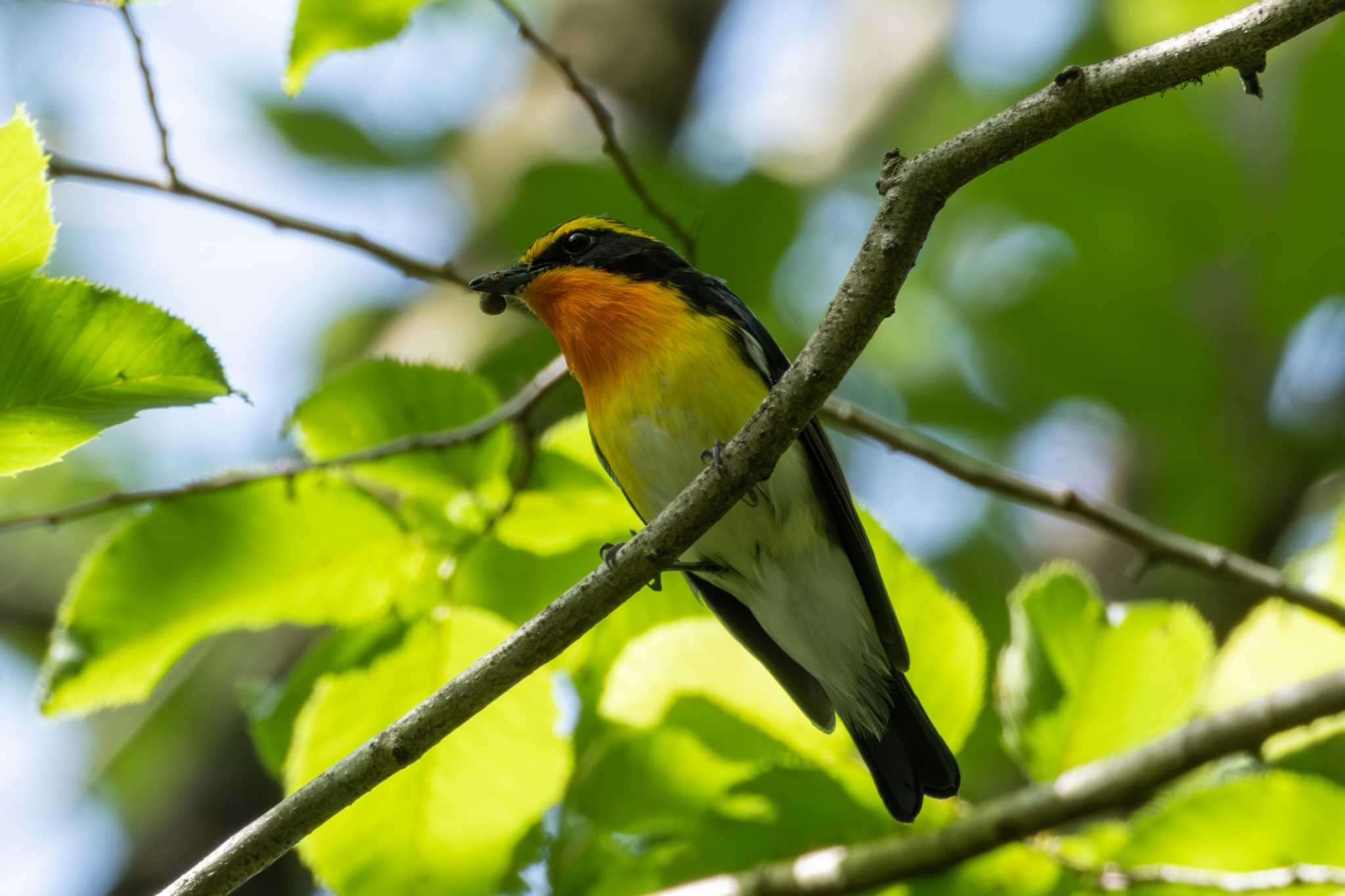 Photo of Narcissus Flycatcher at 栃木県民の森 by MNB EBSW