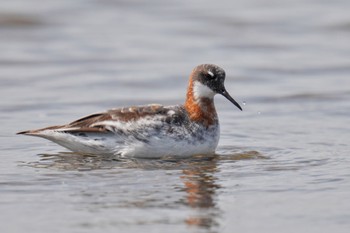 Red-necked Phalarope Sambanze Tideland Sat, 5/27/2023