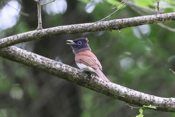 サンコウチョウ 岐阜県 2023年5月31日(水)