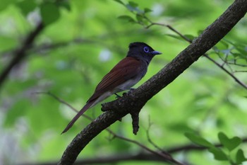 サンコウチョウ 岐阜県 2023年5月31日(水)