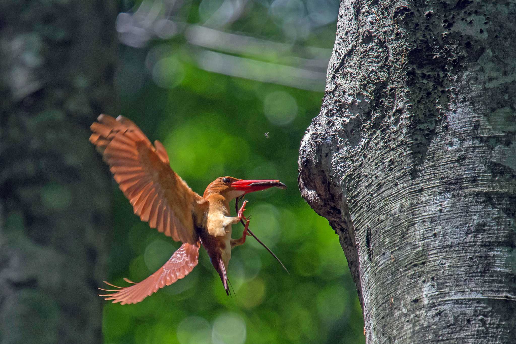 Photo of Ruddy Kingfisher at  by Tanago Gaia (ichimonji)