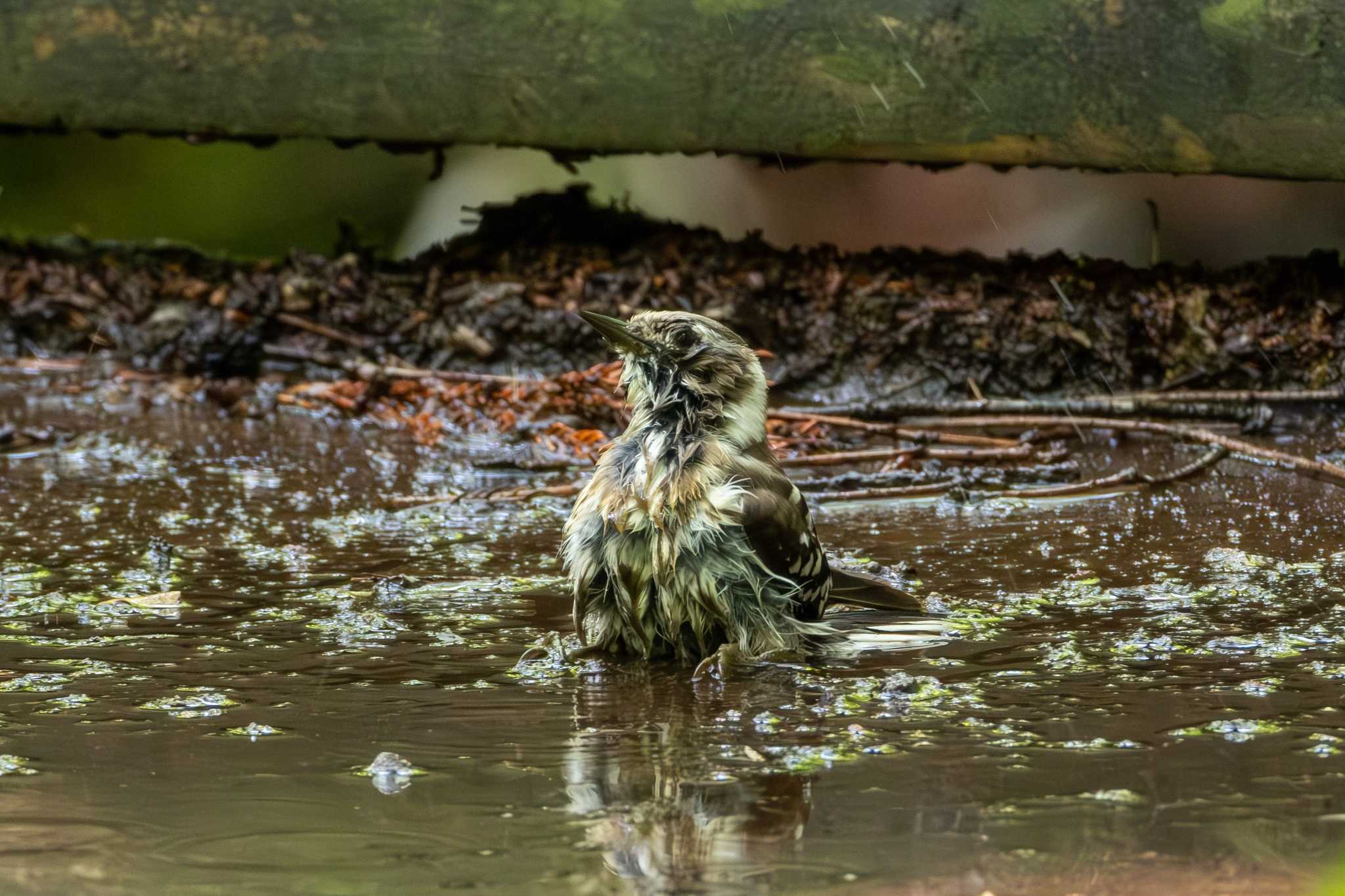 Japanese Pygmy Woodpecker