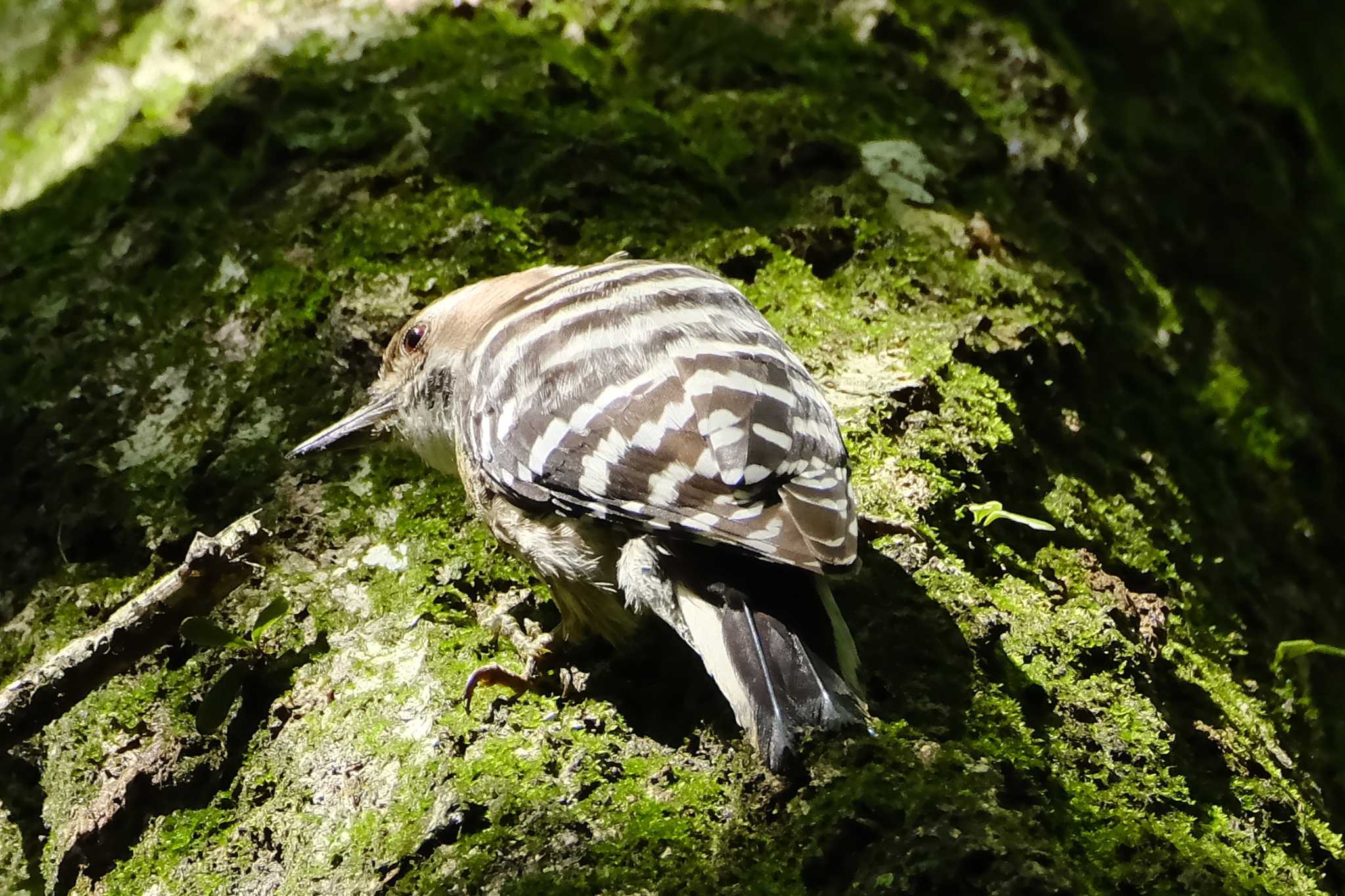 Japanese Pygmy Woodpecker