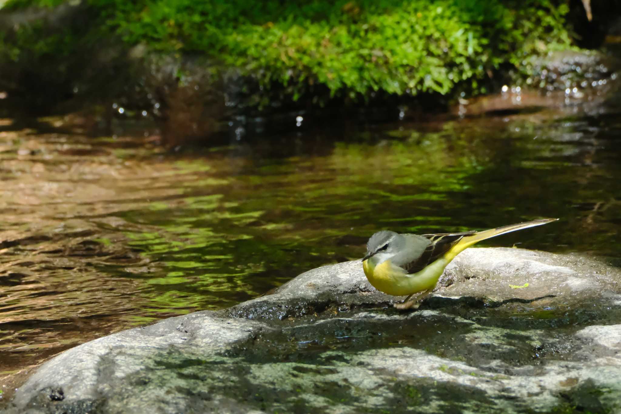 Photo of Grey Wagtail at 栃木県民の森 by MNB EBSW