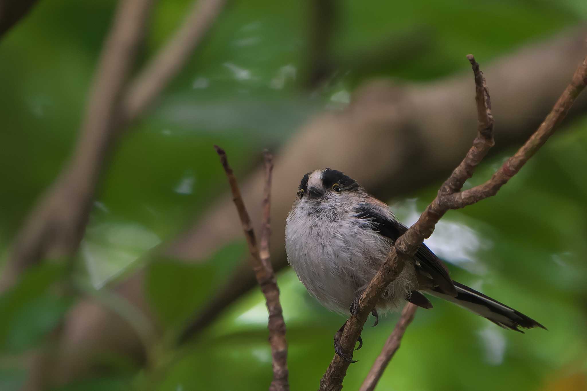 Photo of Long-tailed Tit at 明石市 by 禽好き