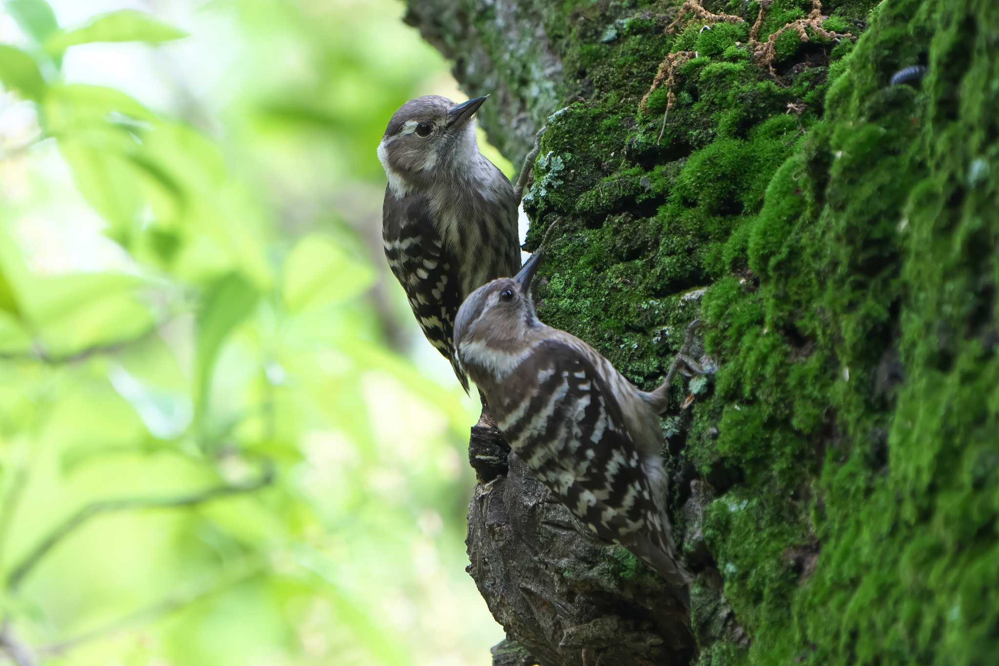 Photo of Japanese Pygmy Woodpecker at 明石市 by 禽好き