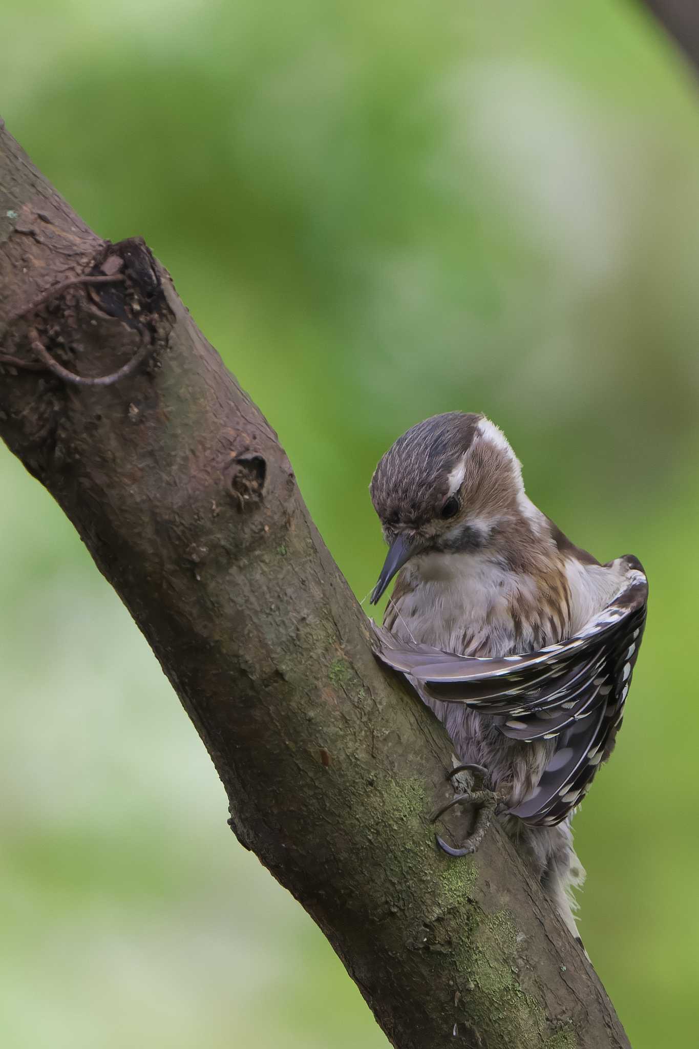 Japanese Pygmy Woodpecker