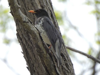 2023年5月26日(金) 手稲山口バッタ塚の野鳥観察記録