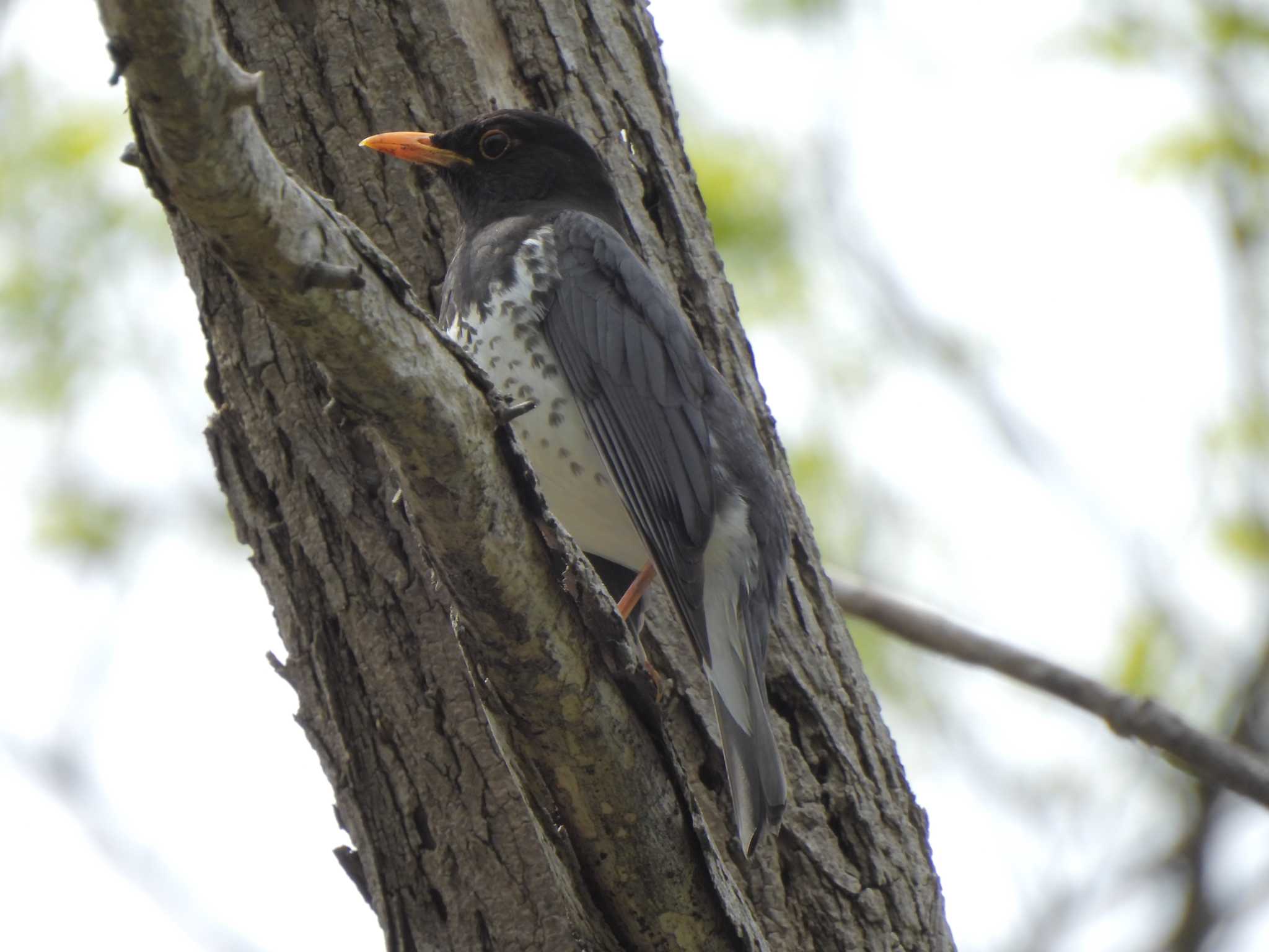 Japanese Thrush