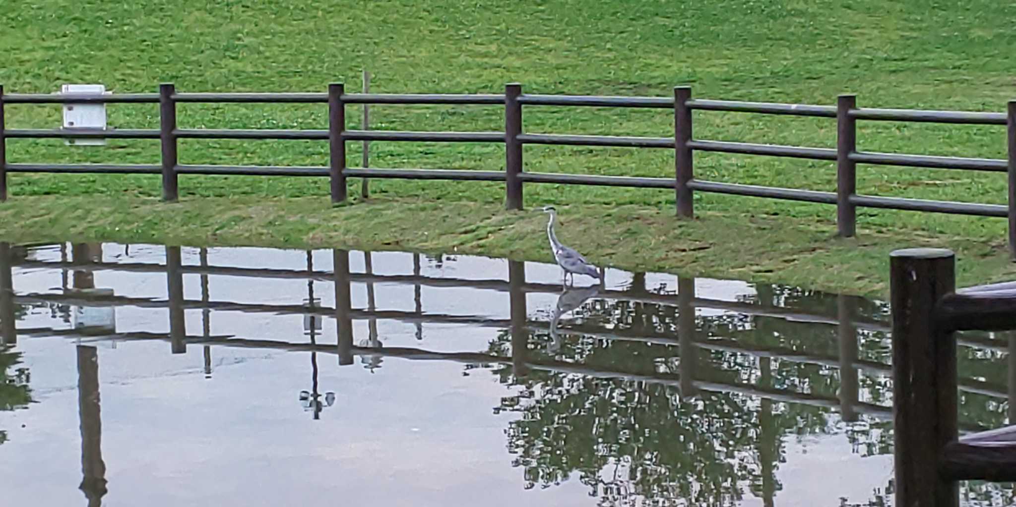 大泉さくら運動公園 野外炊事広場 アオサギの写真