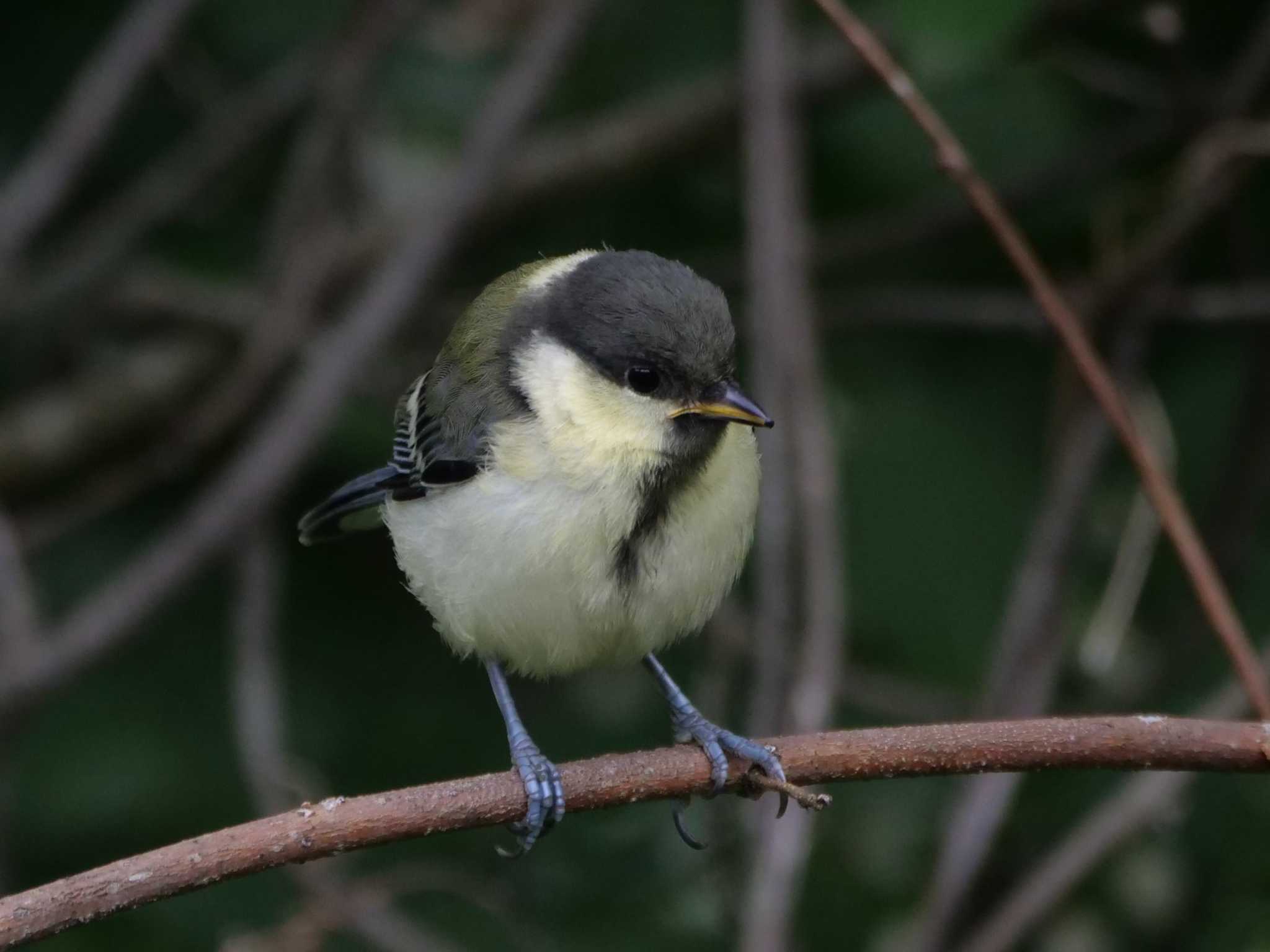 自分で捕らないとなー・・。 by little birds