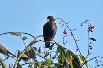 ドウバネインコ Mindo(Ecuador) 撮影日未設定