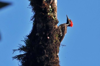 Guayaquil Woodpecker