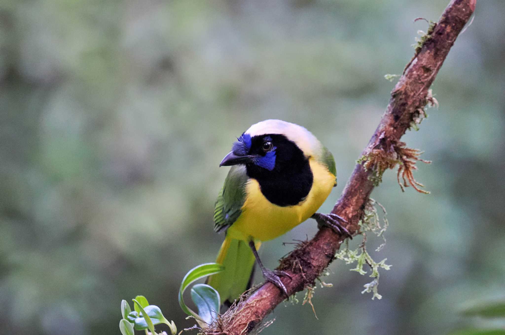 Mindo(Ecuador) インカサンジャクの写真