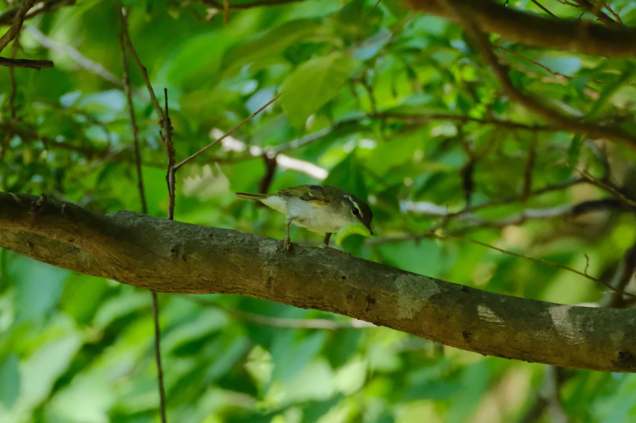 Photo of Eastern Crowned Warbler at 栃木県民の森 by MNB EBSW