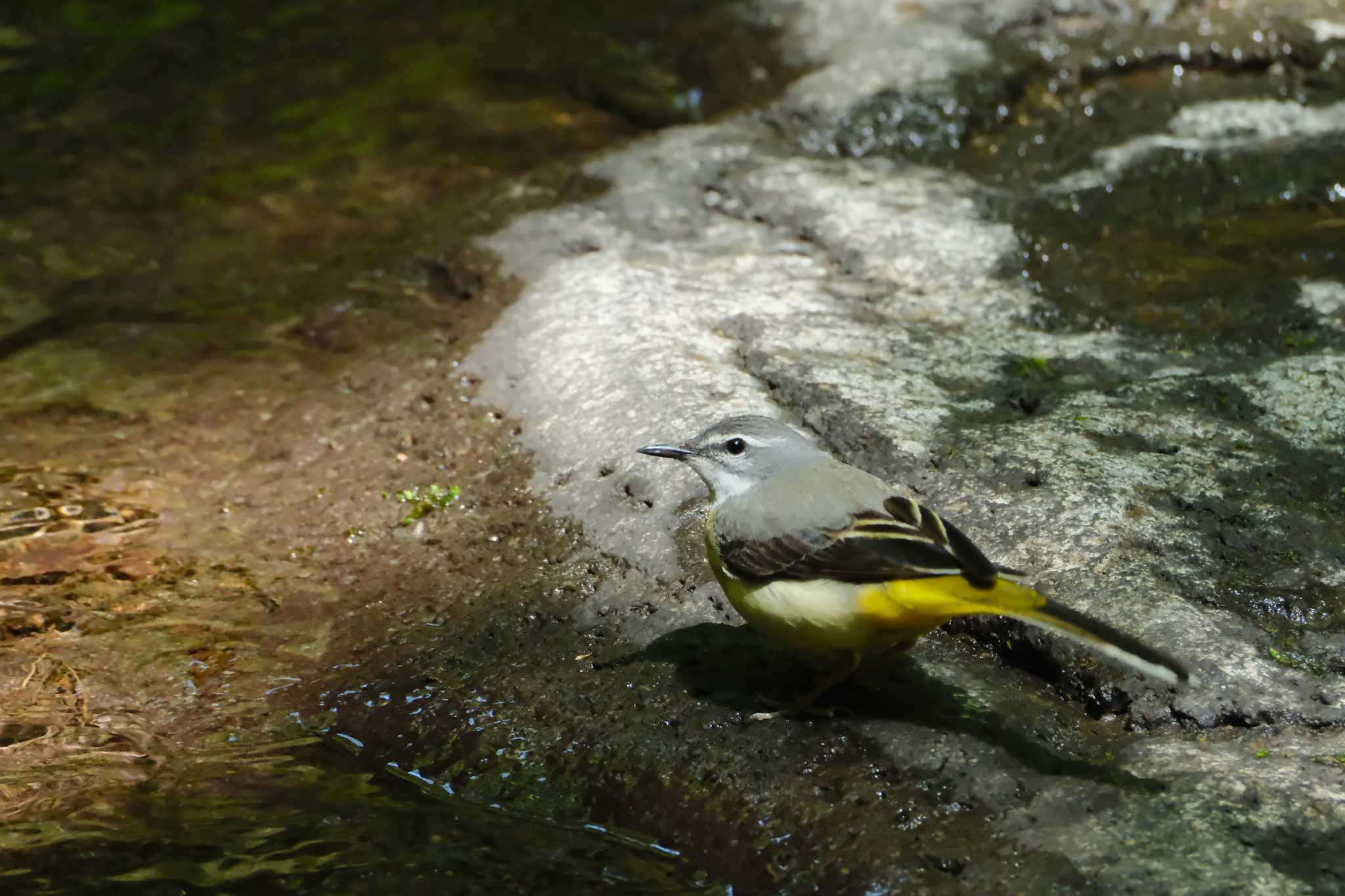 Photo of Grey Wagtail at 栃木県民の森 by MNB EBSW