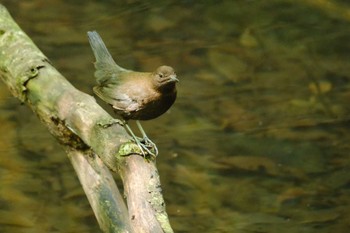 カワガラス 栃木県民の森 2023年5月30日(火)