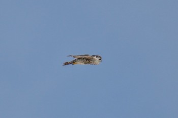 Peregrine Falcon Sambanze Tideland Sat, 5/27/2023