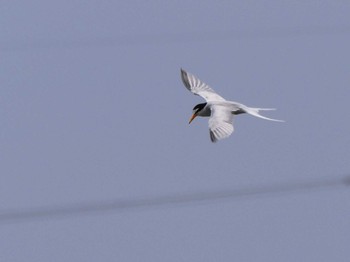 Little Tern Isanuma Sat, 5/27/2023