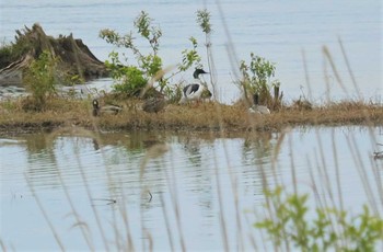 カワアイサ 湖北野鳥センター 2023年5月28日(日)