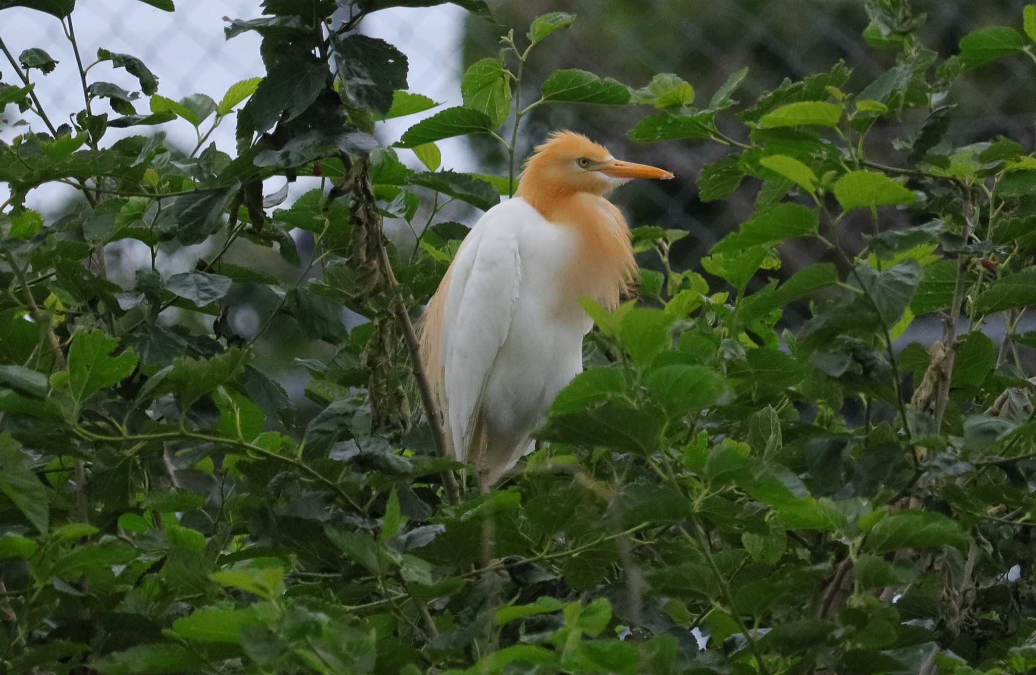 アマサギ