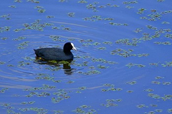 Tue, 5/30/2023 Birding report at 札幌モエレ沼公園