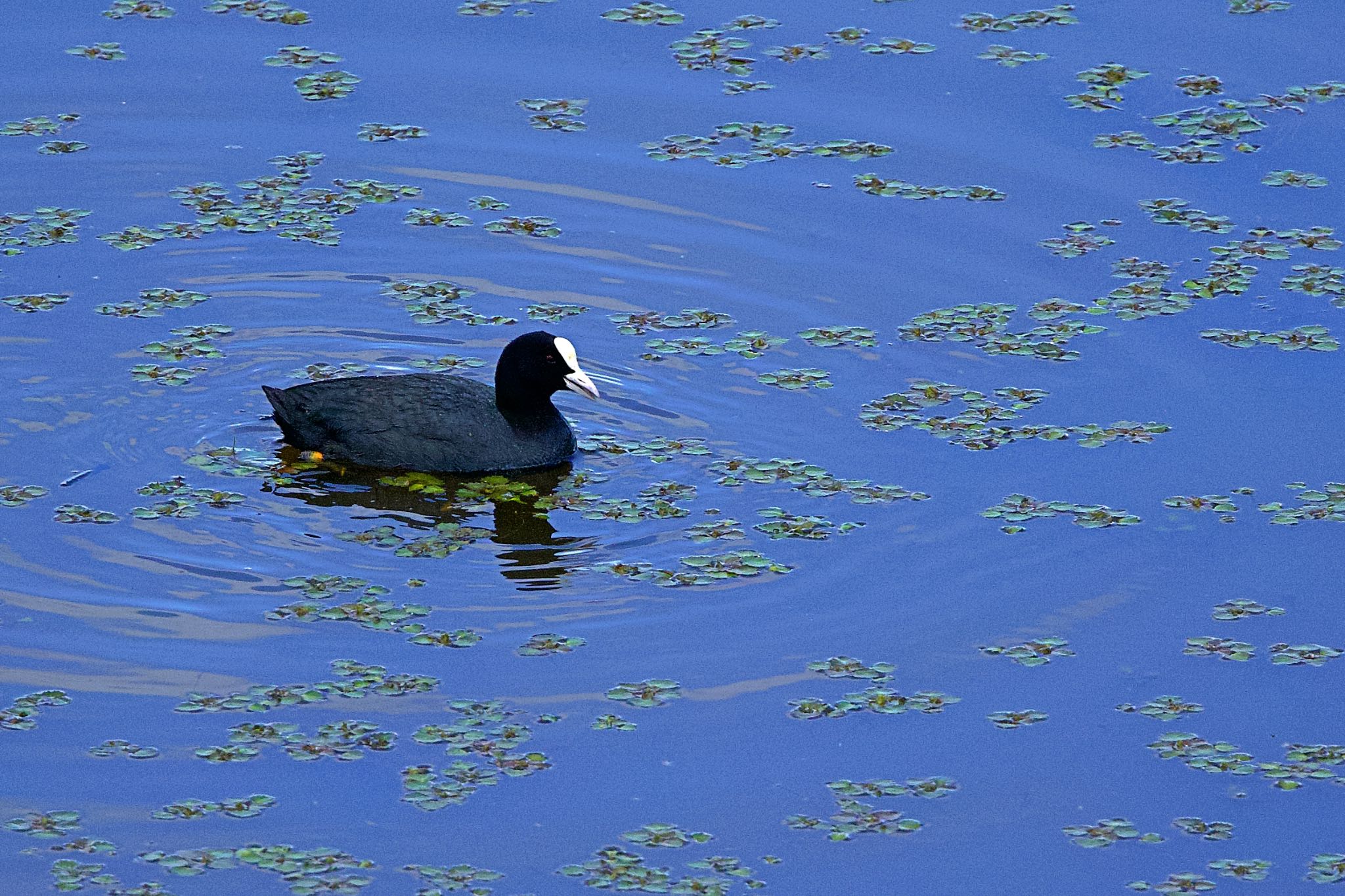 Eurasian Coot