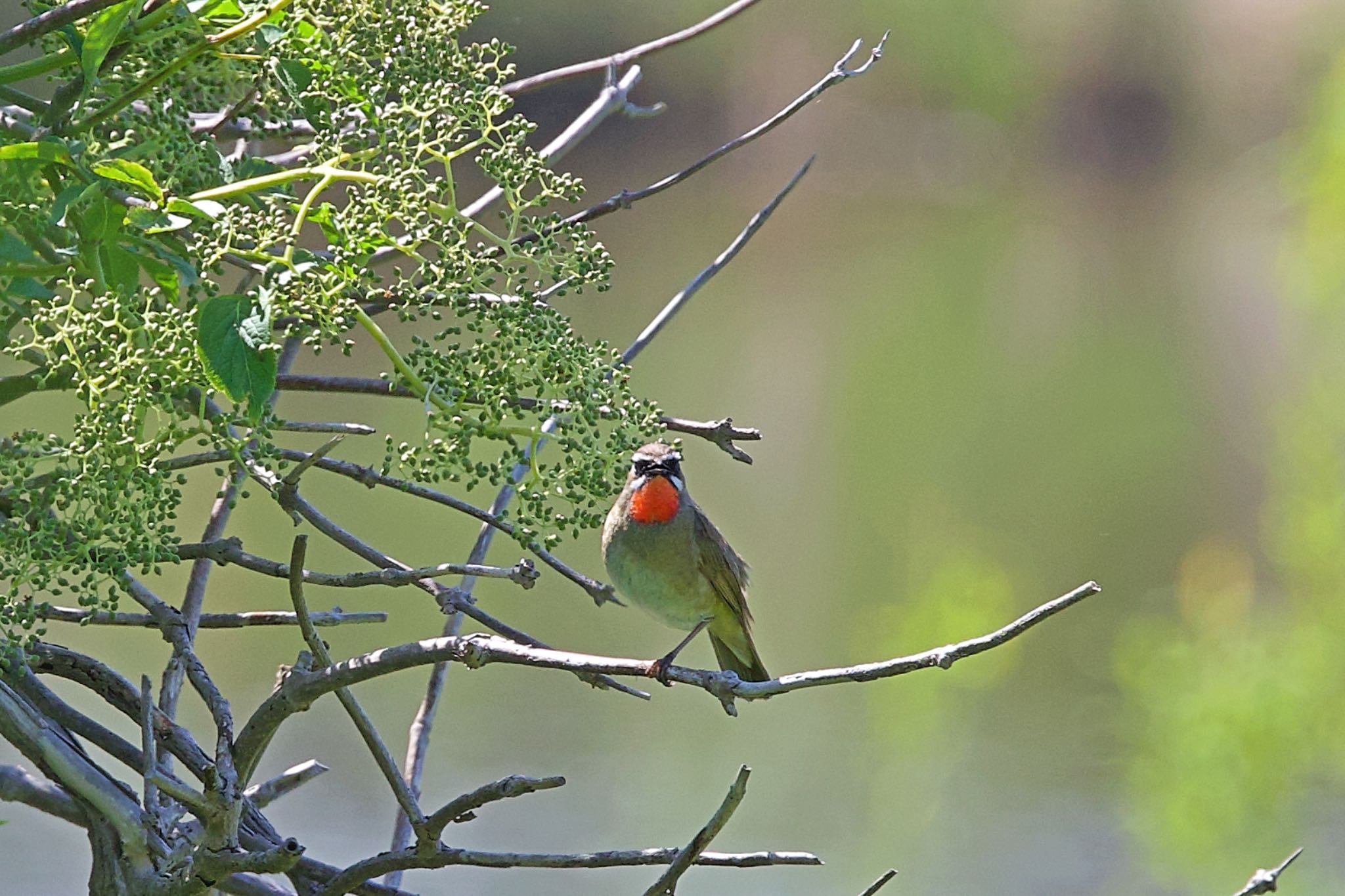 Photo of Siberian Rubythroat at 札幌モエレ沼公園 by ウレシカ