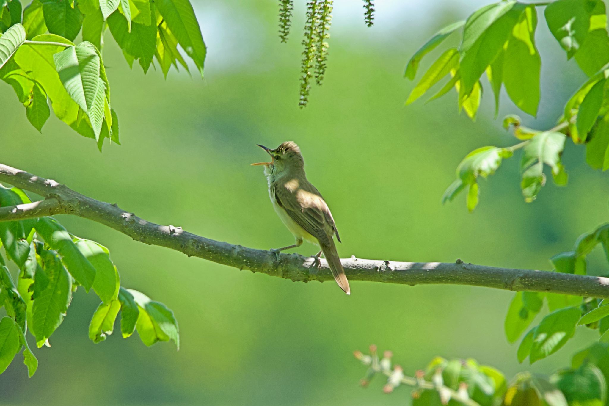 Photo of Oriental Reed Warbler at 札幌モエレ沼公園 by ウレシカ