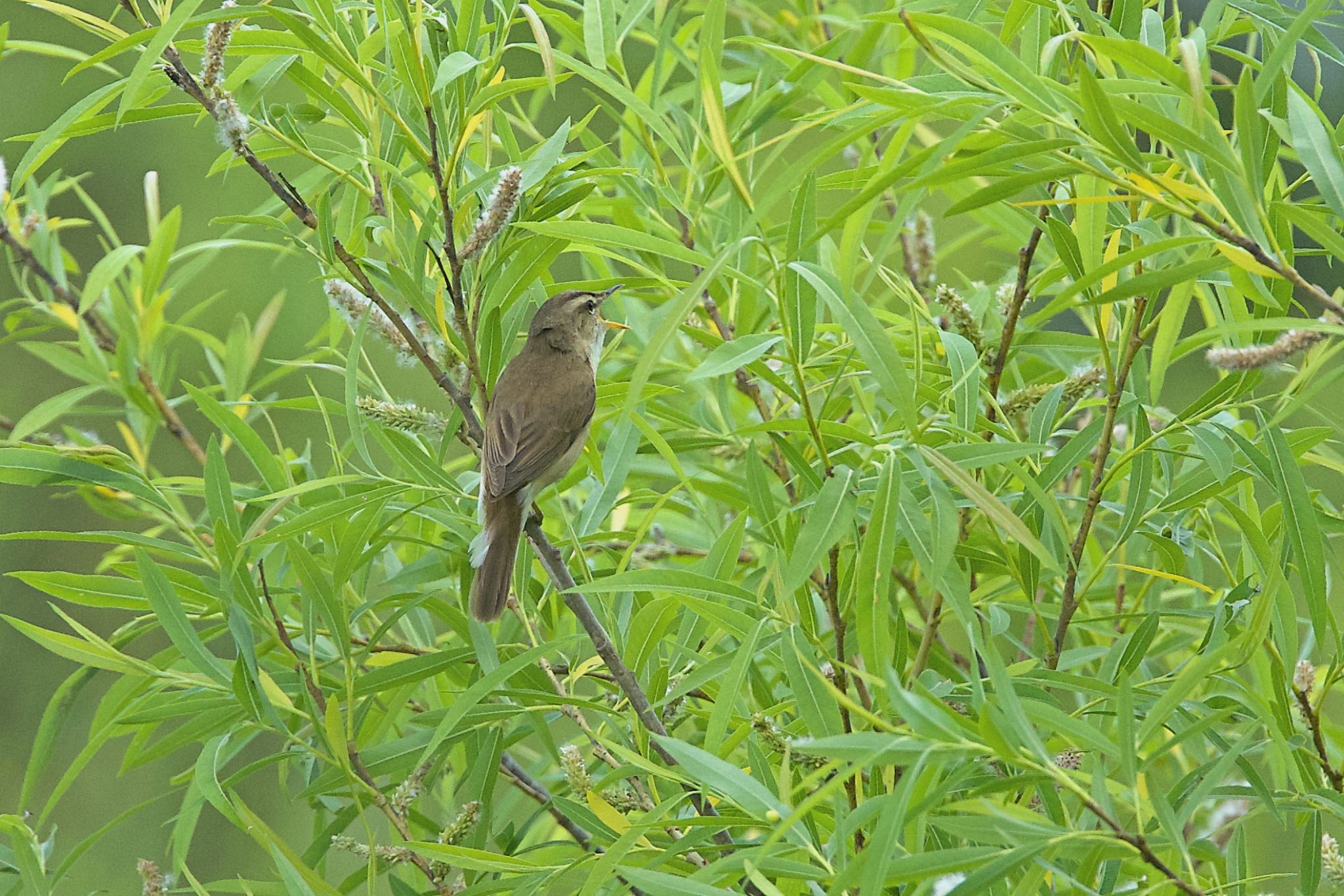 Photo of Black-browed Reed Warbler at 札幌モエレ沼公園 by ウレシカ