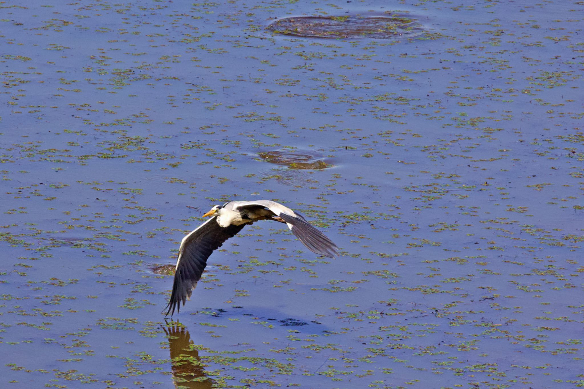 Photo of Grey Heron at 札幌モエレ沼公園 by ウレシカ