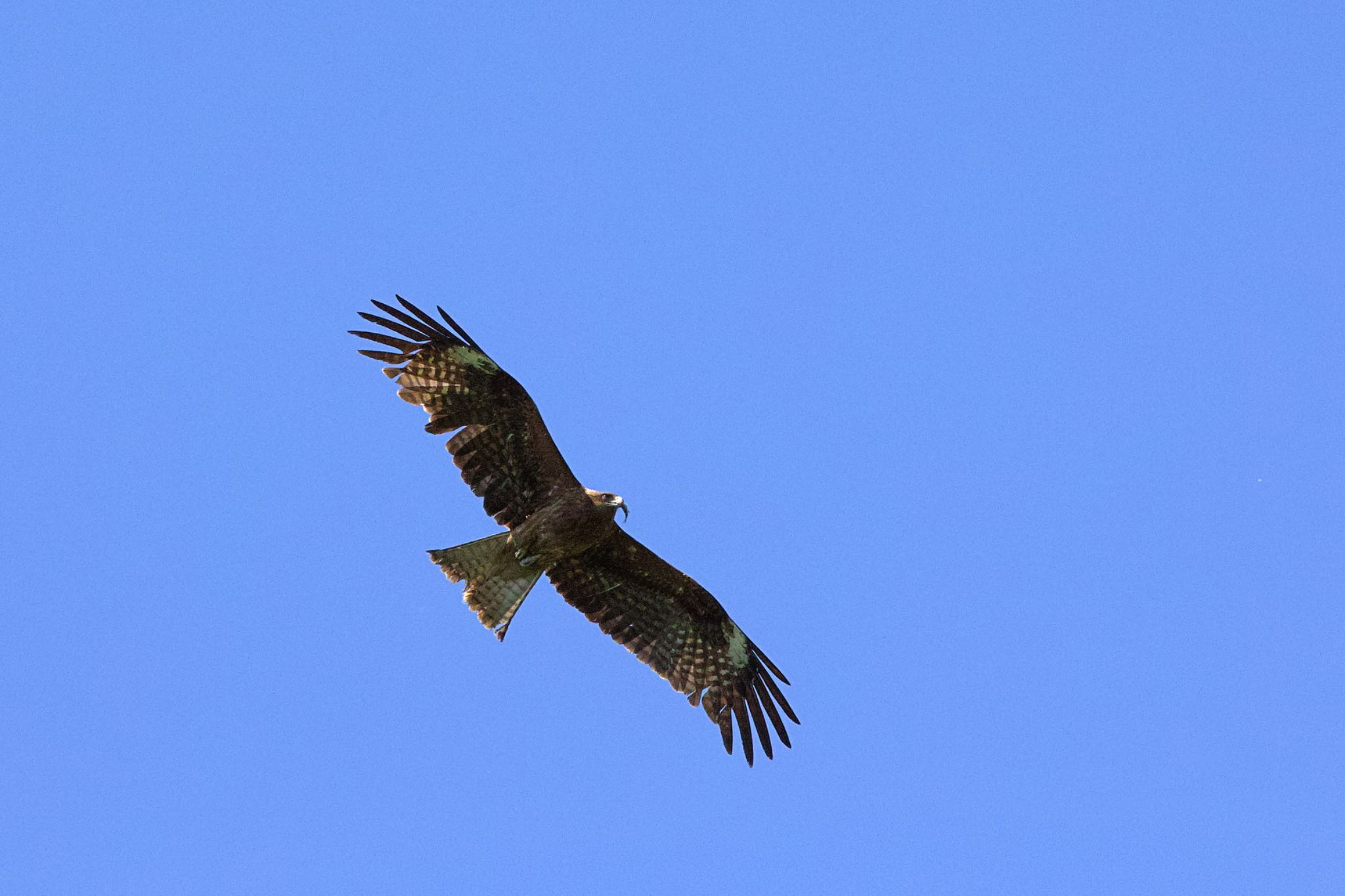 Photo of Black Kite at 札幌モエレ沼公園 by ウレシカ