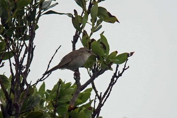 Styan's Grasshopper Warbler