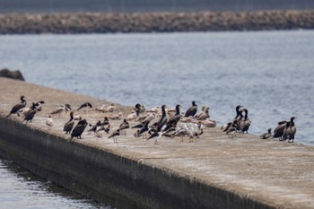 ミヤコドリ ふなばし三番瀬海浜公園 2023年5月27日(土)