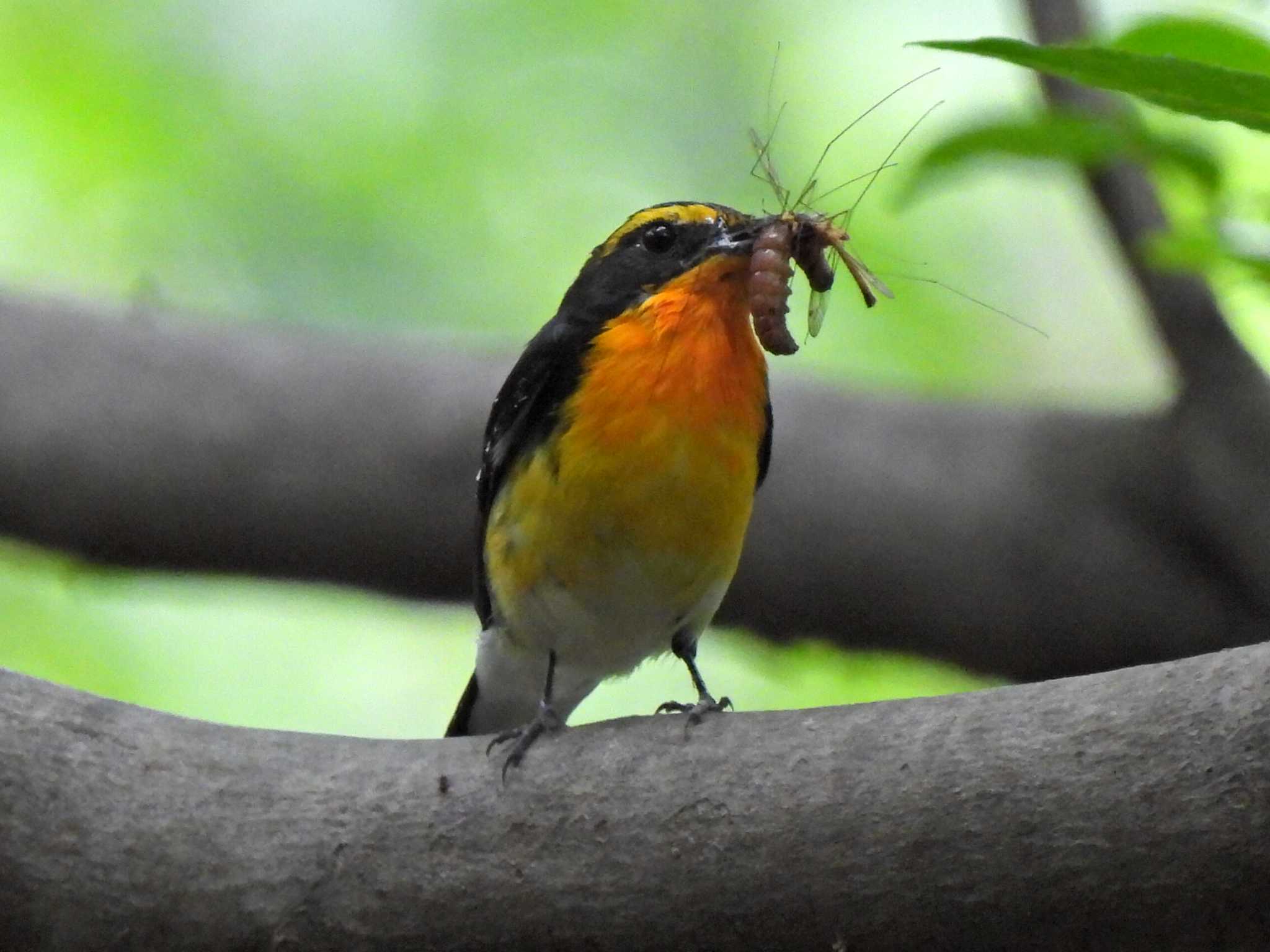 Photo of Narcissus Flycatcher at 日本ラインうぬまの森 by 寅次郎