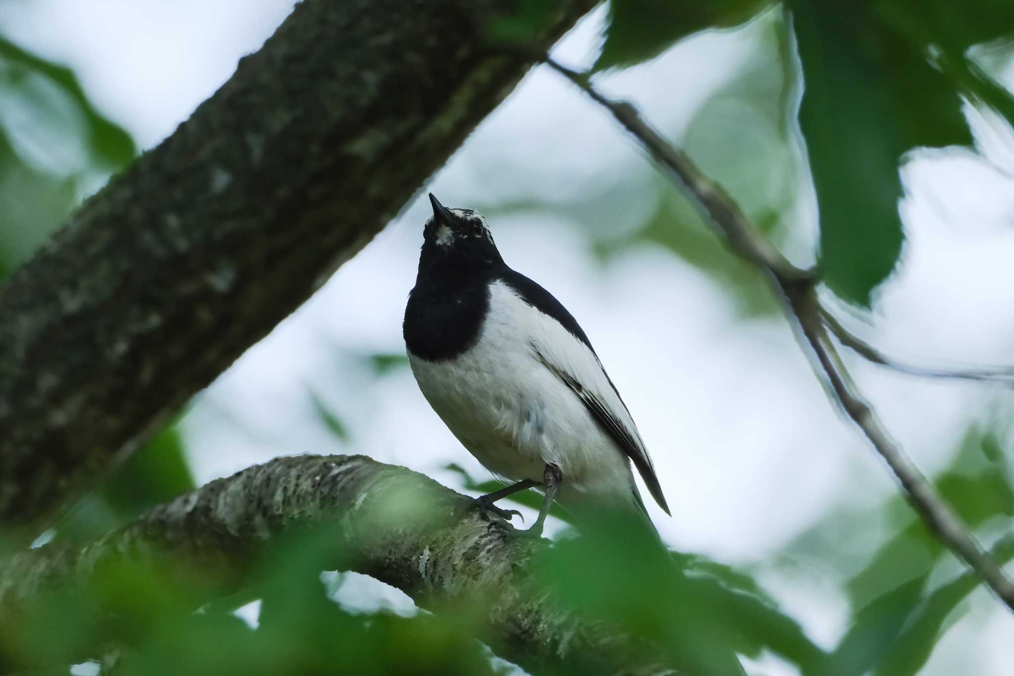 Photo of Japanese Wagtail at 川崎城跡公園 by MNB EBSW