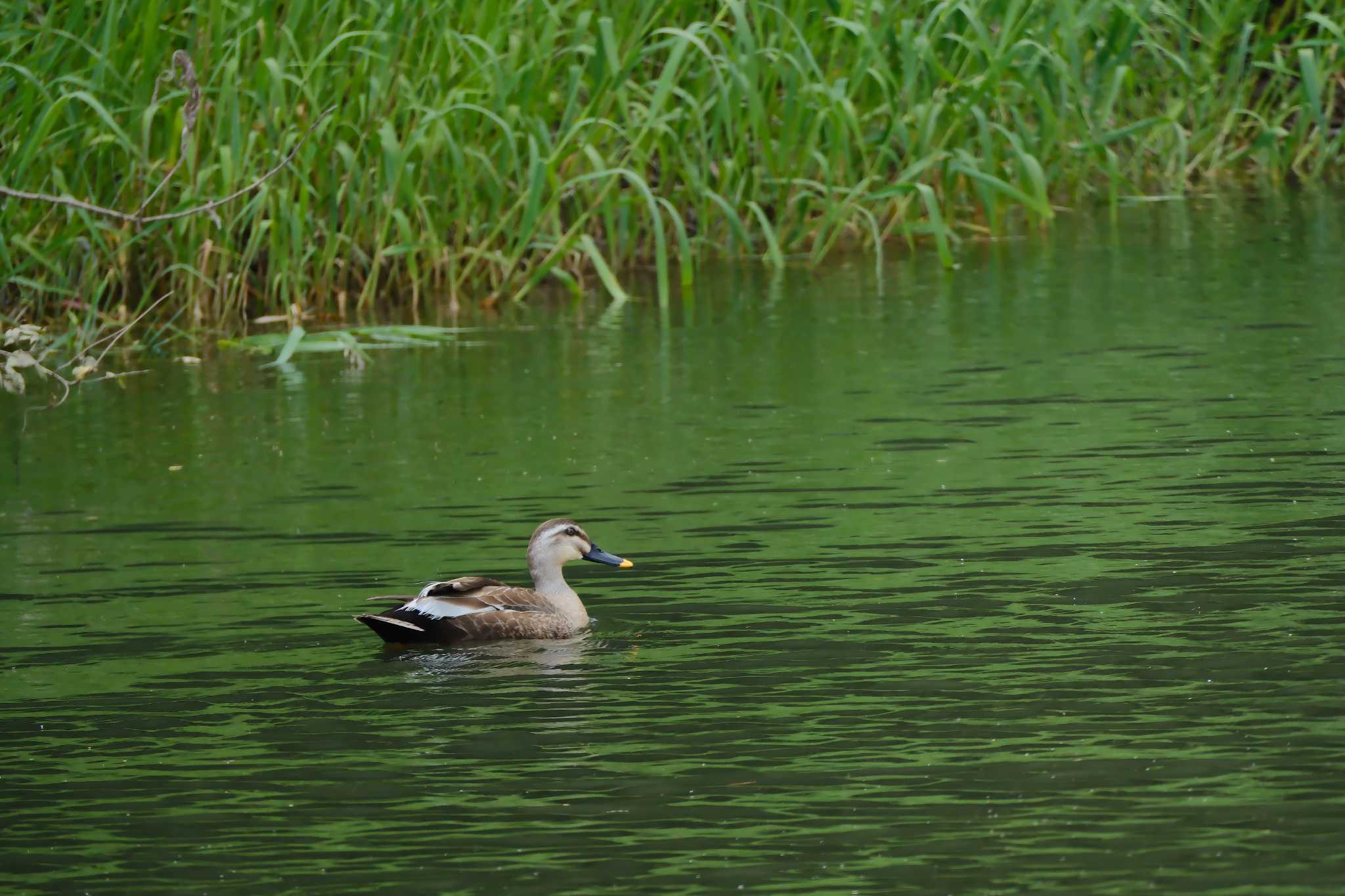 Photo of Eastern Spot-billed Duck at 川崎城跡公園 by MNB EBSW