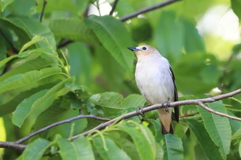 Chestnut-cheeked Starling 北海道 函館市 東山 Wed, 5/31/2023