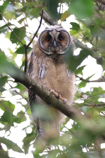 Long-eared Owl Watarase Yusuichi (Wetland) Sat, 5/12/2018