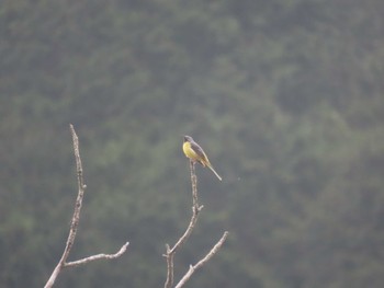 Grey Wagtail 伊豆市、沼津市 Thu, 5/4/2023